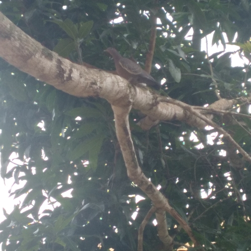 Picazuro Pigeon