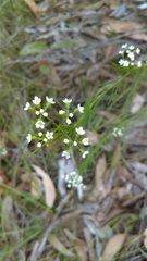 Platysace linearifolia