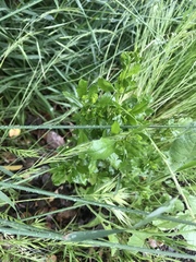 Baccharis pilularis consanguinea