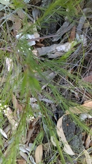 Platysace linearifolia