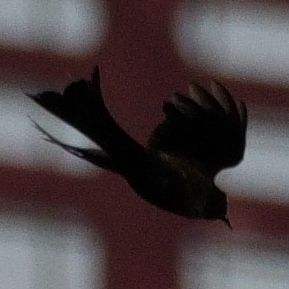 Black Drongo