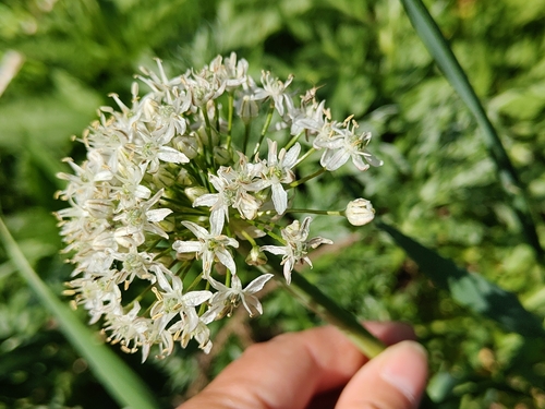 Allium tulipifolium, photograph 3