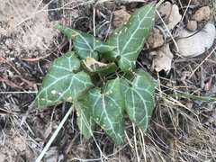 Epixiphium wislizeni