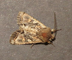 Ichneutica skelloni