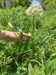 (c) Екатерина Гущина, some rights reserved (CC BY) Allium tulipifolium, photograph (c) Екатерина Гущина, some rights reserved (CC BY)