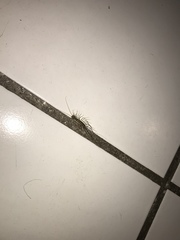 Scutigera coleoptrata