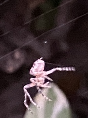 Eriophora edax