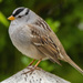 White-crowned Sparrow - Photo (c) uzun, some rights reserved (CC BY-NC)