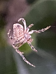 Eriophora edax