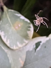 Eriophora edax