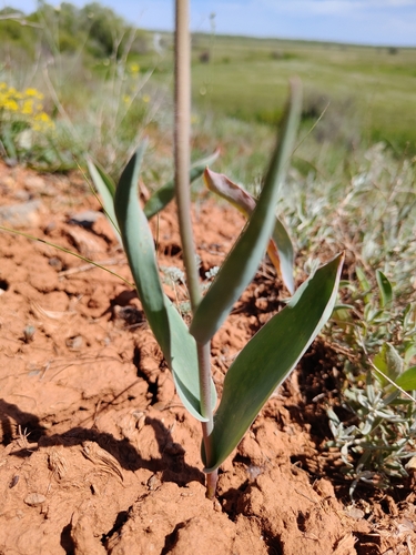 Tulipa suaveolens