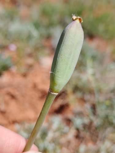 Tulipa suaveolens, photograph 2