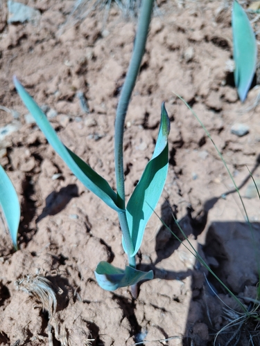 Tulipa suaveolens, photograph 3