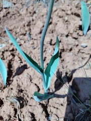 (c) Екатерина Гущина, some rights reserved (CC BY) Tulipa suaveolens, photograph (c) Екатерина Гущина, some rights reserved (CC BY)