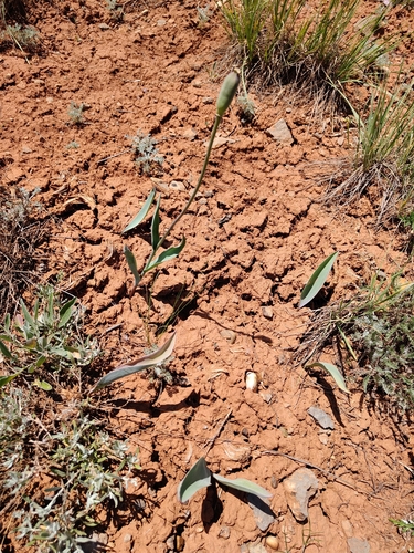 Tulipa suaveolens, photograph 4