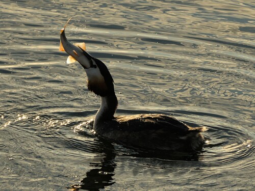 This observation is for the bird.

Fish being eaten: https