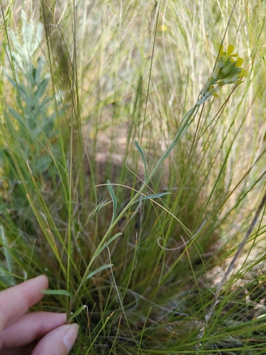 Erysimum diffusum, photograph 5