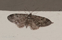 Eupithecia tripunctaria
