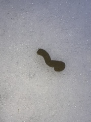 Dendragapus obscurus