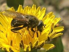 Arctosyrphus willingii