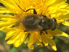 Arctosyrphus willingii