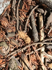 Dendragapus obscurus