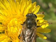 Arctosyrphus willingii