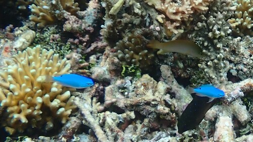 Brown dottyback (Pseudochromis fuscus) — Pseudochromidae