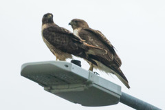 Buteo jamaicensis