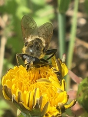 Arctosyrphus willingii