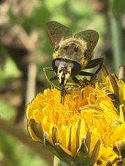 Arctosyrphus willingii
