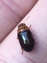 Platymela sticticollis