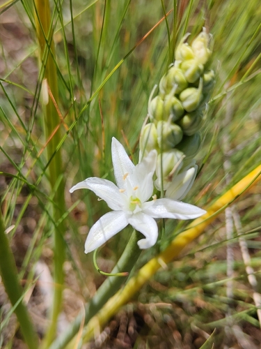 Ornithogalum fischerianum, photograph 5