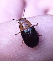 Platymela sticticollis