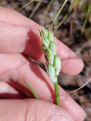 Ornithogalum fischerianum, photograph (c) Екатерина Гущина, some rights reserved (CC BY)