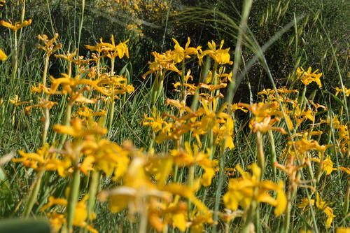 Iris juncea, photograph 5