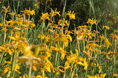 Iris juncea, photograph (c) Mehdi Chetibi, some rights reserved (CC BY)