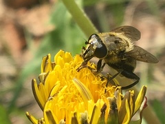 Arctosyrphus willingii