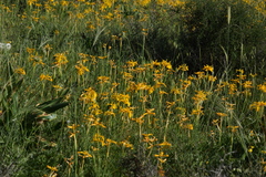 Iris juncea, photograph (c) Mehdi Chetibi, some rights reserved (CC BY)