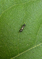 Franklinothrips vespiformis