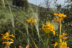 Iris juncea