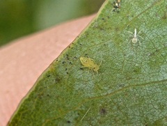 Caeciliusidae