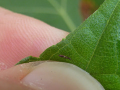 Franklinothrips vespiformis