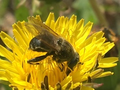 Arctosyrphus willingii