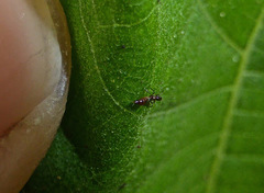 Franklinothrips vespiformis