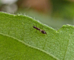 Franklinothrips vespiformis