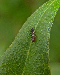 Franklinothrips vespiformis