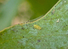 Caeciliusidae