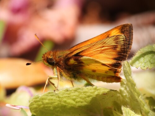 Zabulon Skipper