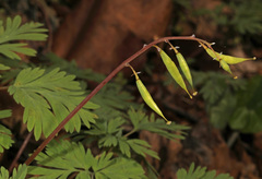 Dicentra cucullaria